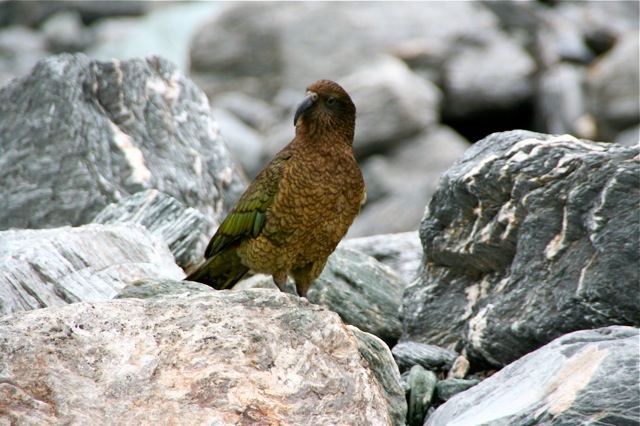 alpine-parrot-franz-josef-glacier-new-zealand.jpg alpine-parrot-franz-josef-glacier-new-zealand