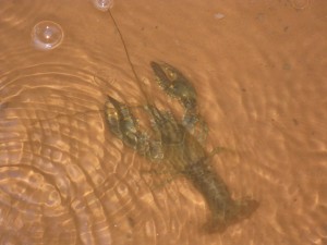 Crawdad at Lake Powell