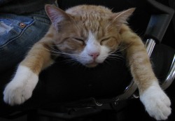 Post image for Ode to Pumpkin