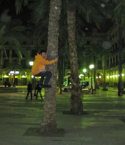 After Hours Palm Tree Climbing in Barcelona