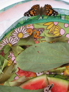 Newly Hatched Butterflies