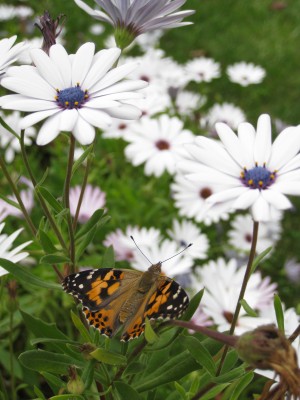 Butterfly on Flowers