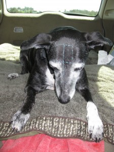 Paloma with Radiation Mapping