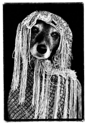 black-and-white-image-of-paloma-dog-in-shawl