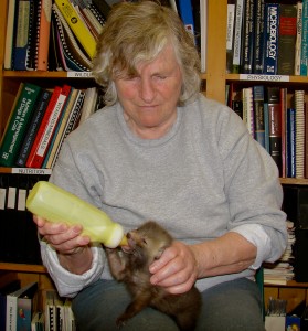Bottle-feeding-a-fox-pup