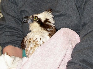 Osprey-getting-care