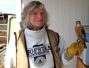handling-a-North-American-Kestrel