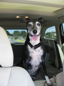 Paloma-in-the-car-at-dog-beach.jpg