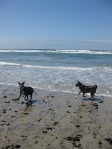 Paloma-Romping-on-Dog-Beach-Del-Mar-Ca.jpg