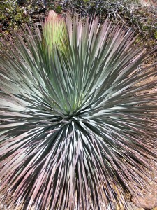 Yucca