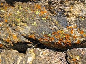 Lichen on Rocks