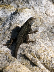 Lizzard