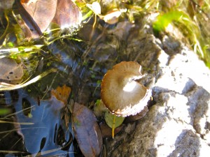 Wild-Mushroom-in-a-Stream.jpg