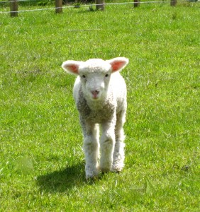 little-lamb-in-new-zealand