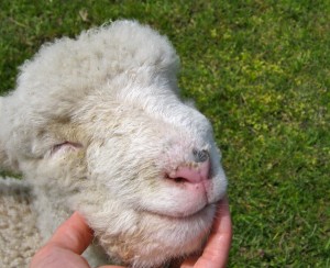 lamb-close-up