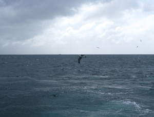 gull-over-open-ocean