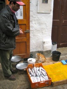 fish-seller-morocco