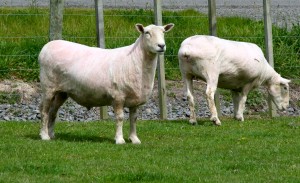 naked-sheep-new-zealand