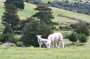 Post image for New Zealand: Lamb Squeezing