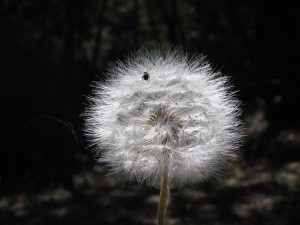 spider-on-dandelion