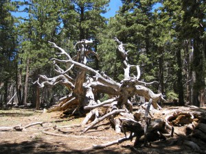 twisted-fallen-snag-in-the-forest