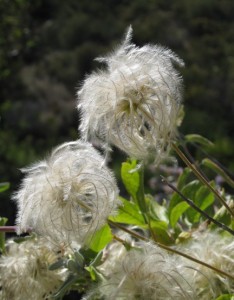 wildflowers-santa-barbara-california