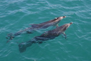pair-of-dolphins-in-clear-water