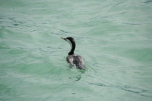 cormorant-swimming-in-clear-water