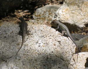 lizard-push-ups