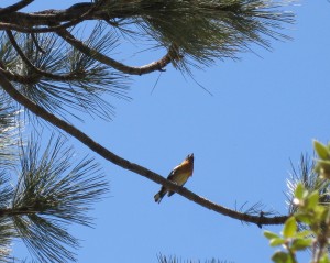 black-headed-grosbeak-male