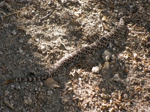 young-rattlesnake