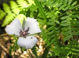 mariposa-lily