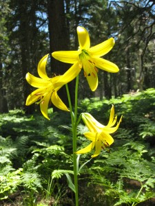 lemon-lily-in-idyllwild