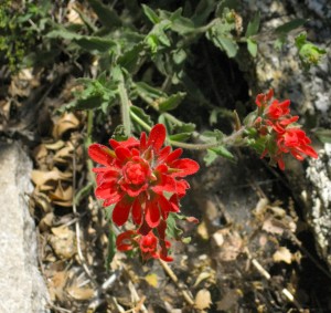 indian-paint-brush-flower
