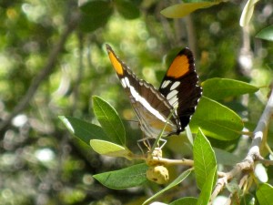 butterfly.jpg