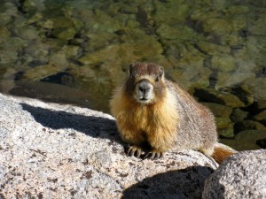 marauding-marmot-on-mt-whitney