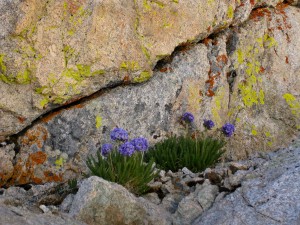 lichens-and-sky-pilots-on-mt-whitney-california