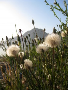 Dandy dandelions, Santa Barbara, California
