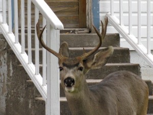 Post image for Oh Deer! An Accidental Way to Feel Grateful