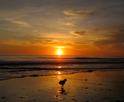 dog-running-on-hendrys-beach-santa-barbara-califoria.jpg Dog playing on Hendry's Beach, Santa Barbara