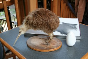 kiwi-bird-specimen-and-egg
