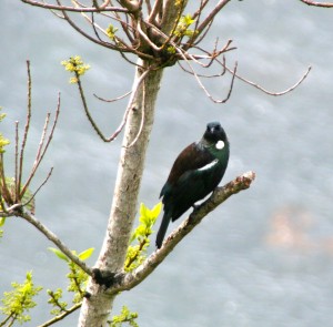 tui-bird-stewart-island-new-zealand