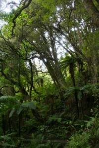 dense-forest-of-stewart-island-new-zealand