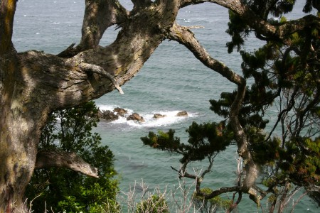Post image for New Zealand: The Elusive Kiwi – and I Don’t Mean Fruit!