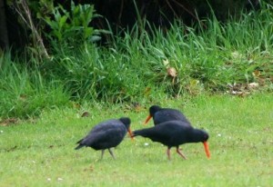 image-oystercatchers-new-zealand