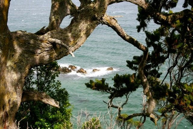 Post image for New Zealand: The Elusive Kiwi – and I Don’t Mean Fruit!