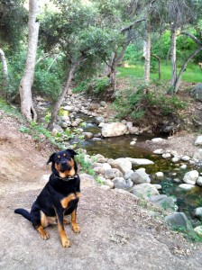 marrs-dog-by-the-creek-santa-barbara-california.jpg marrs-by-the-creek-santa-barbara-california