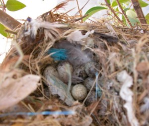 nest-with-eggs