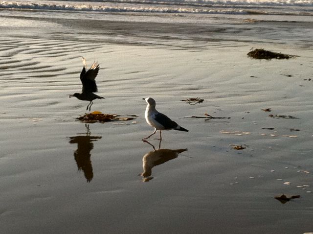 gulls-on-the-shore-pismo-beach.jpg gulls-on-the-shore-pismo-beach