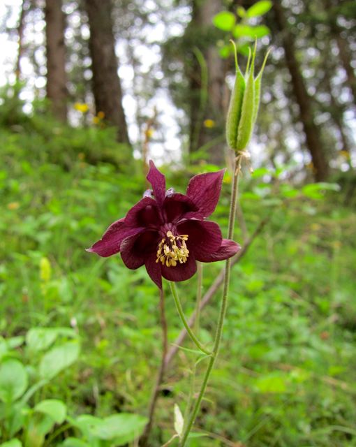 wild-flower-dolomites.jpg wild-flower-dolomites